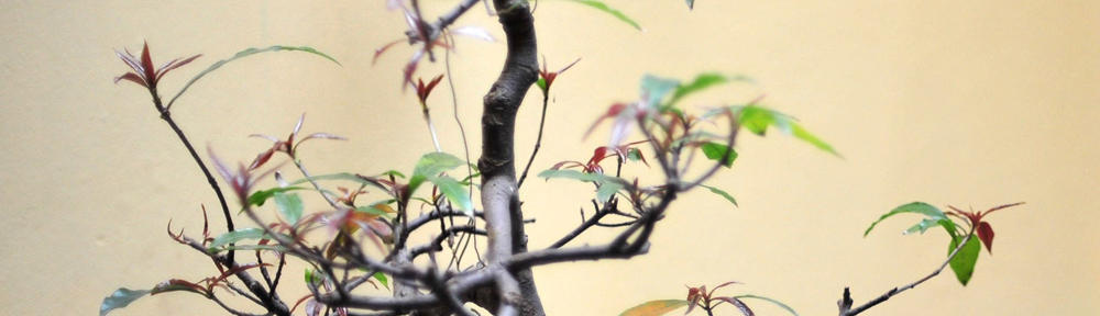 Heart-Centered Therapy and Essential Oil Reading